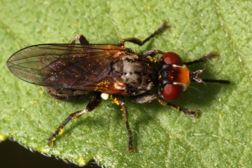 Zodion cinereum