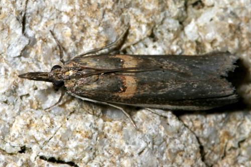 Etiella zinckenella