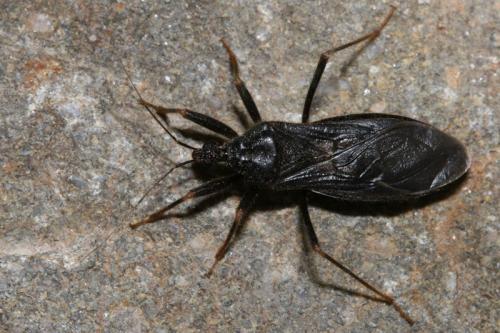 Reduvius personatus