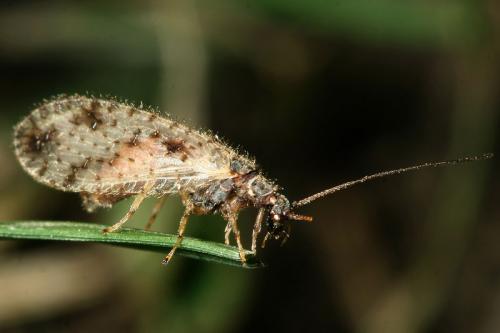 Micromus variegatus