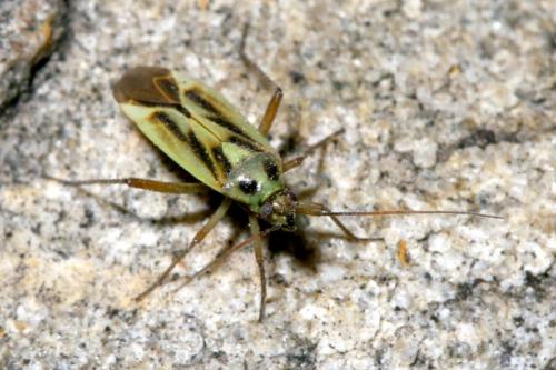 Stenotus binotatus