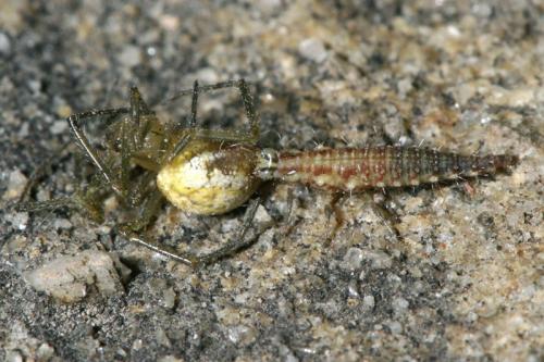 Réf. 37 548 : Chrysoperla sp.