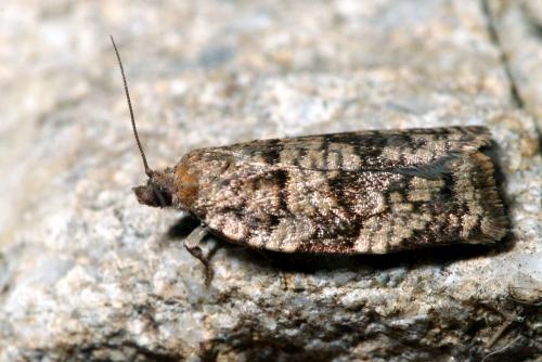 Choristoneura murinana