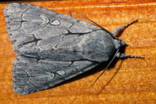 Réf. 37 324 : Acronicta sp.