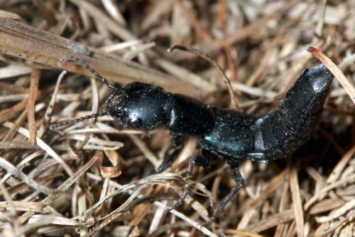 Ocypus ophthalmicus