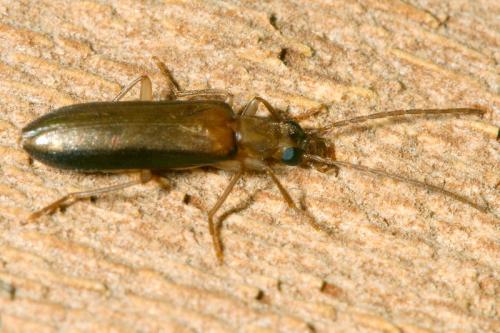 Nacerdes raymondi