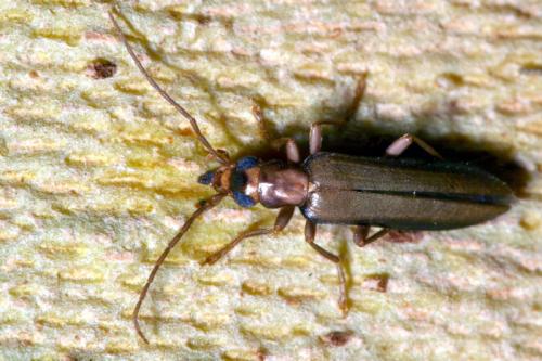 Réf. 37 592 : Nacerdes raymondi