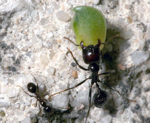 Réf. 37 772 : Messor sp.