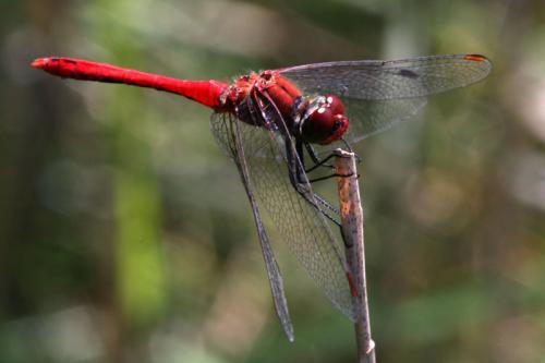 Sympetrum sanguineum
