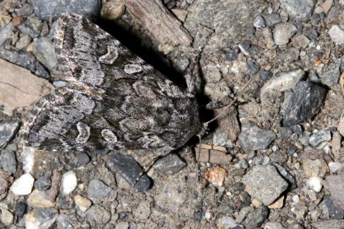 Réf. 37 144 : Lasionycta proxima