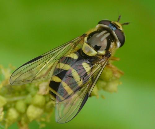 Réf. 37 471 : Dasysyrphus albostriatus