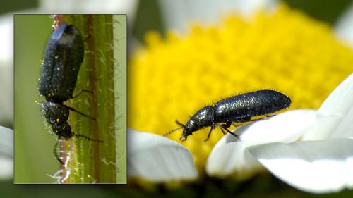 Dasytes sp.