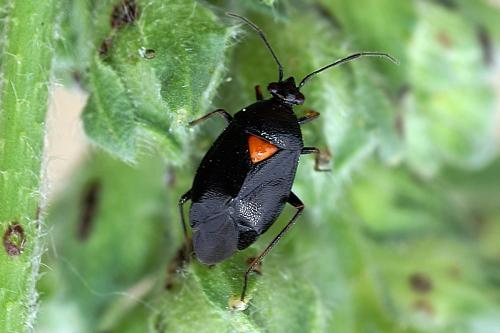 Réf. 37 357 : Deraeocoris ribauti