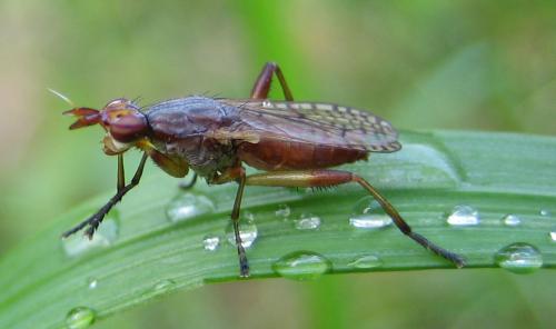 Dichetophora obliterata