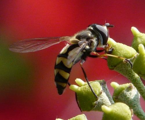 Réf. 37 690 : Didea fasciata