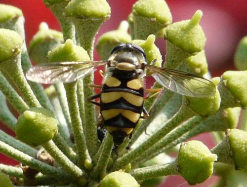 Réf. 37 691 : Didea fasciata