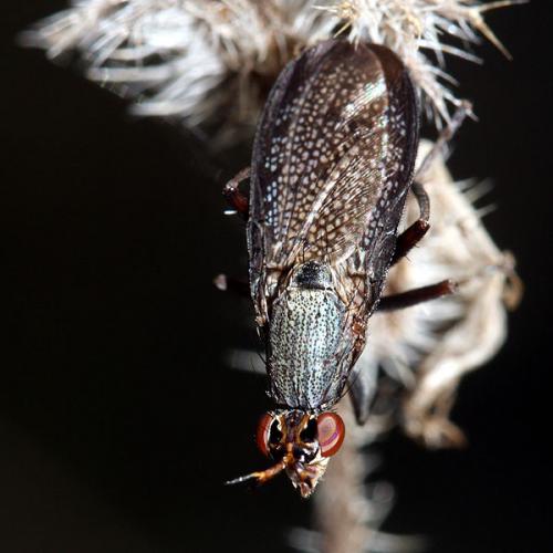 Réf. 37 702 : Coremacera marginata