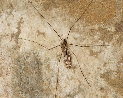 Réf. 37 509 : Limonia nubeculosa