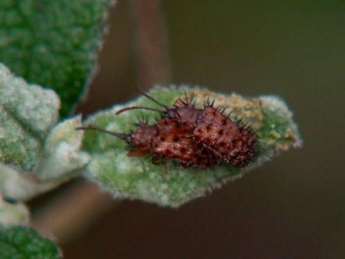 Réf. 37 408 : Dicladispa testacea