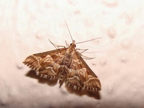 Diasemia reticularis