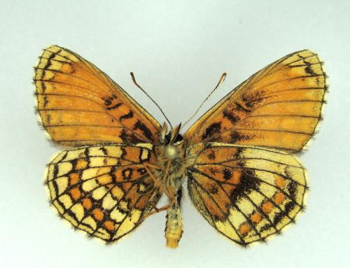 Melitaea sp.