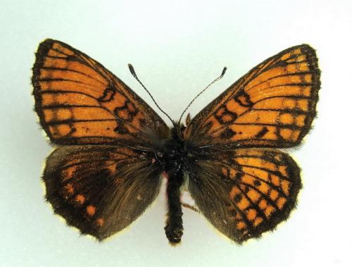 Melitaea sp.