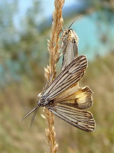Réf. 37 364 : Coscinia striata