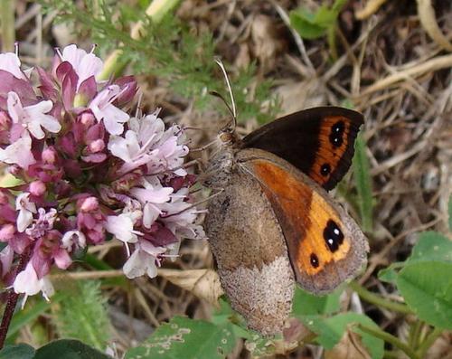 Erebia neoridas