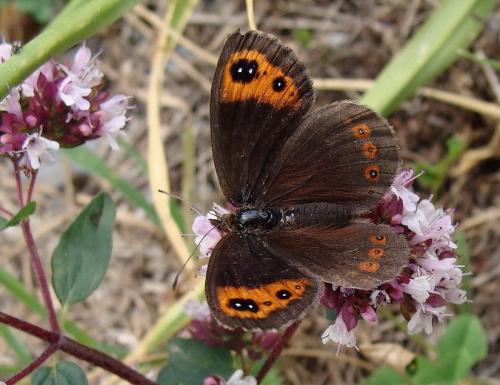 Erebia neoridas