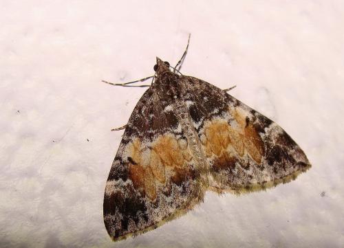 Réf. 37 832 : Dysstroma truncata