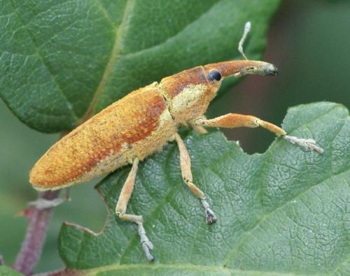 Réf. 37 022 : Lixus pulverulentus
