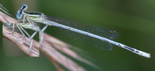 Platycnemis latipes