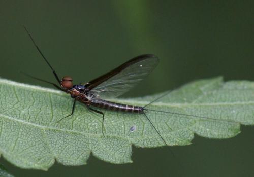Choroterpes picteti