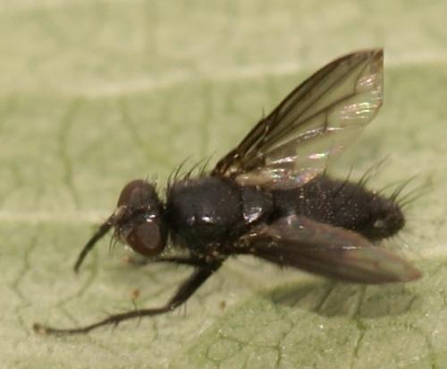 Nyctia halterata