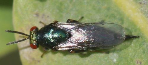 Ormyrus sp.