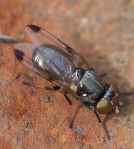 Réf. 37 886 : Euxesta pechumani
