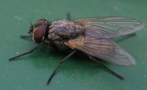 Réf. 37 576 : Musca domestica