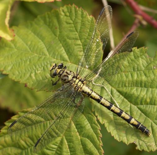 Réf. 37 840 : Onychogomphus forcipatus