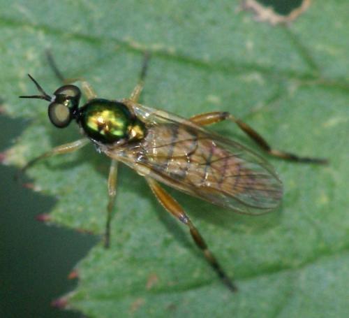 Réf. 37 829 : Chorisops nagatomii