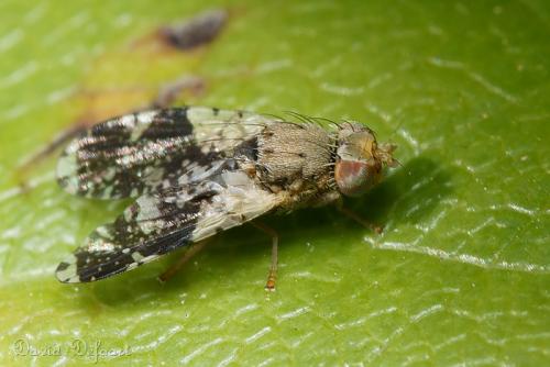 Réf. 37 384 : Tephritis formosa