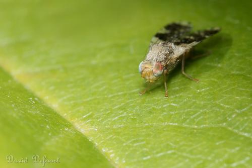 Réf. 37 385 : Tephritis formosa