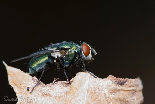 Lucilia sp.