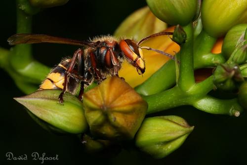 Vespa crabro