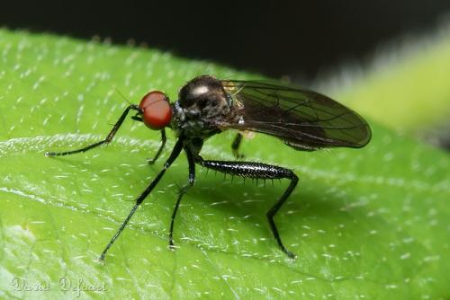 Hybos culiciformis