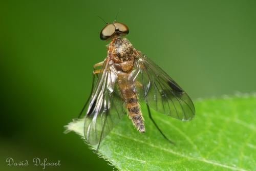 Réf. 37 069 : Chrysopilus sp.