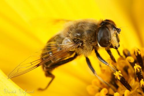 Réf. 37 447 : Eristalis tenax