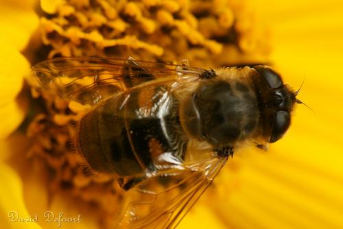 Eristalis tenax