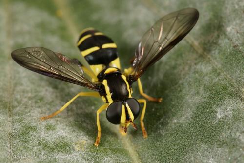 Philhelius sp.
