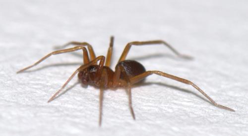 Zodarion sp.