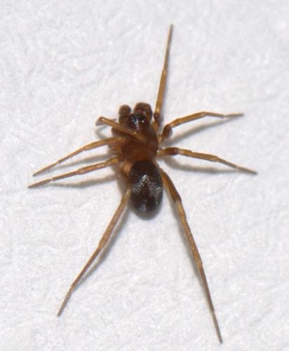 Zodarion sp.